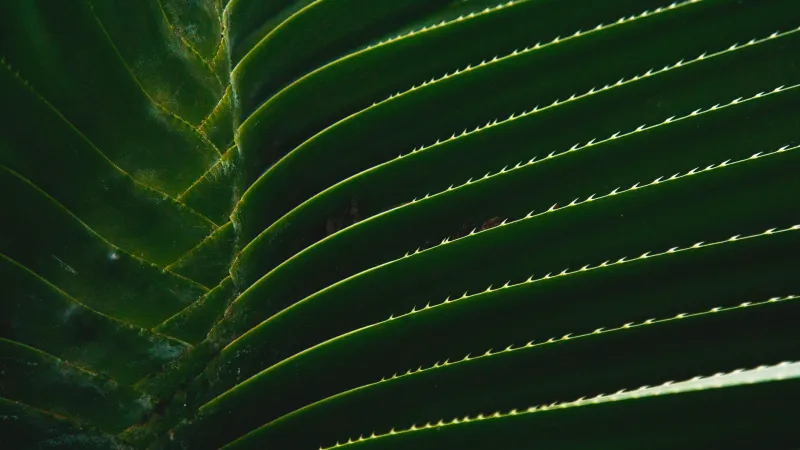 Move Over, Cilantro: Why Panamanian Cooks Have Been Reaching for This Other Herb All Along