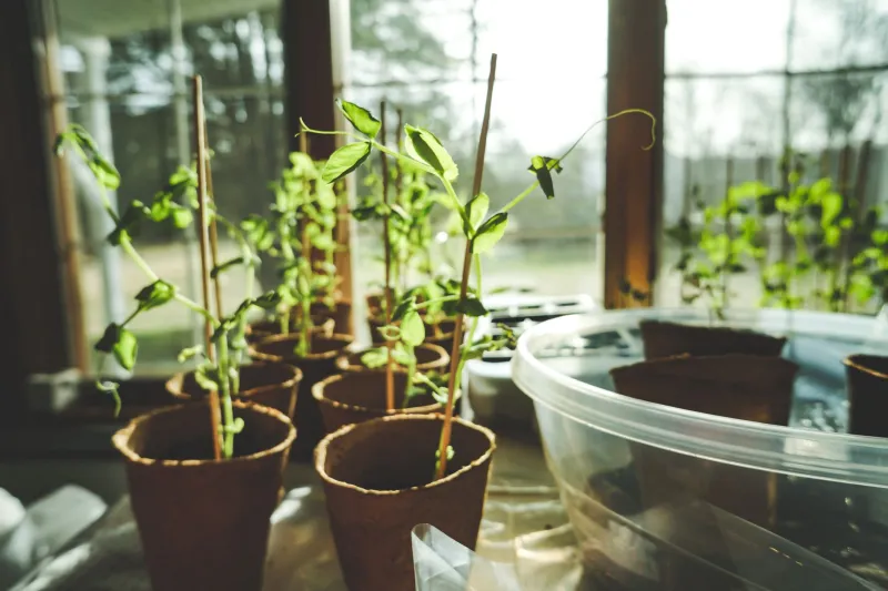 Dig In: How to Grow the Fresh Herbs and Peppers That Make Panamanian Cooking Come Alive