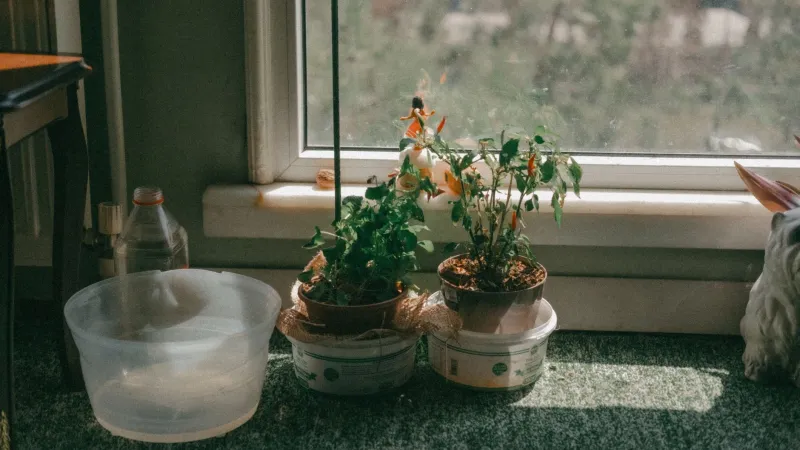 Grow These Three Herbs and Your Kitchen Will Never Taste the Same