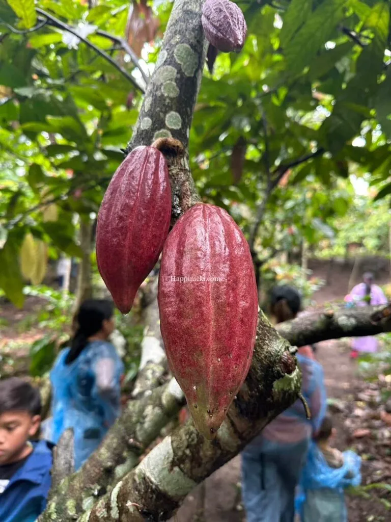 Panama Grows Some of the World's Most Interesting Cacao — Here's Why You've Never Tasted It
