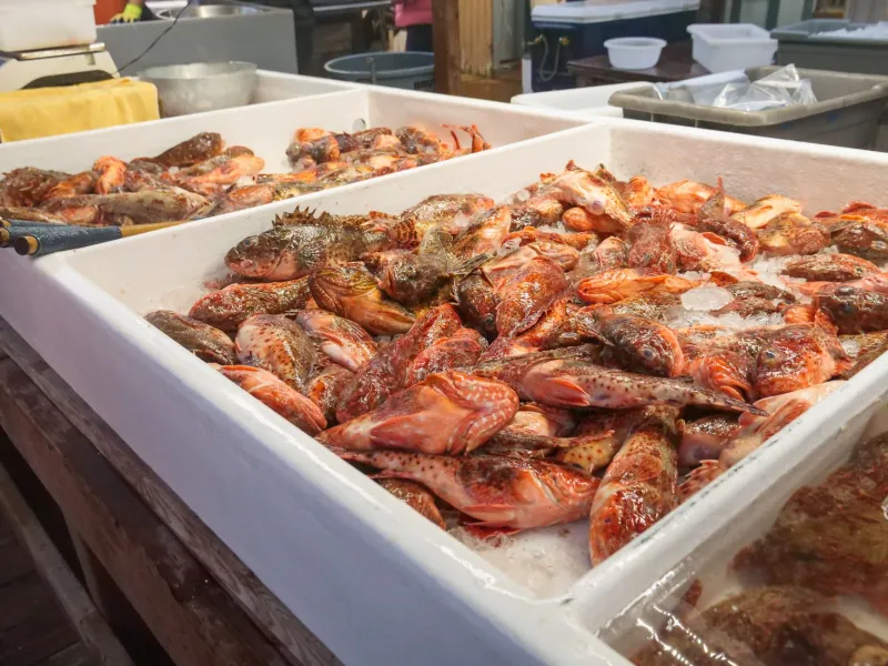 Two Oceans, One Kitchen: The Seafood Story Panama Never Got Credit For