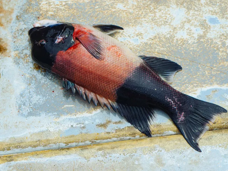 Two Oceans, Two Kitchens: How Panama's Coasts Cook the Same Fish Completely Differently